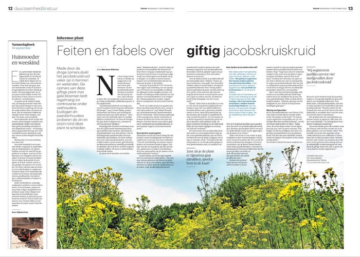 Artikel Jacobskruiskruid