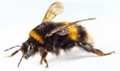 Hommel