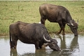 waterbuffel