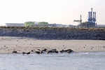 Robbeneiland Maasvlakte