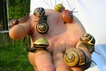 snailsnap