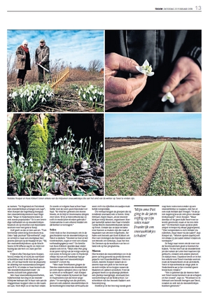 Artikel sneeuwklokjes op Texel 2